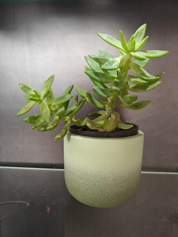 Smoky Green Only Planter