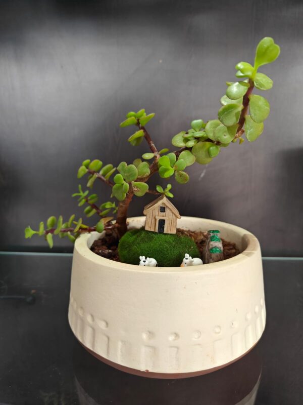 Gardeneria 1 Only Planter