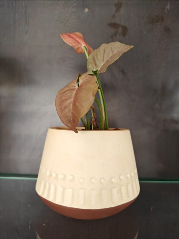 Gardeneria 4 Only Planter