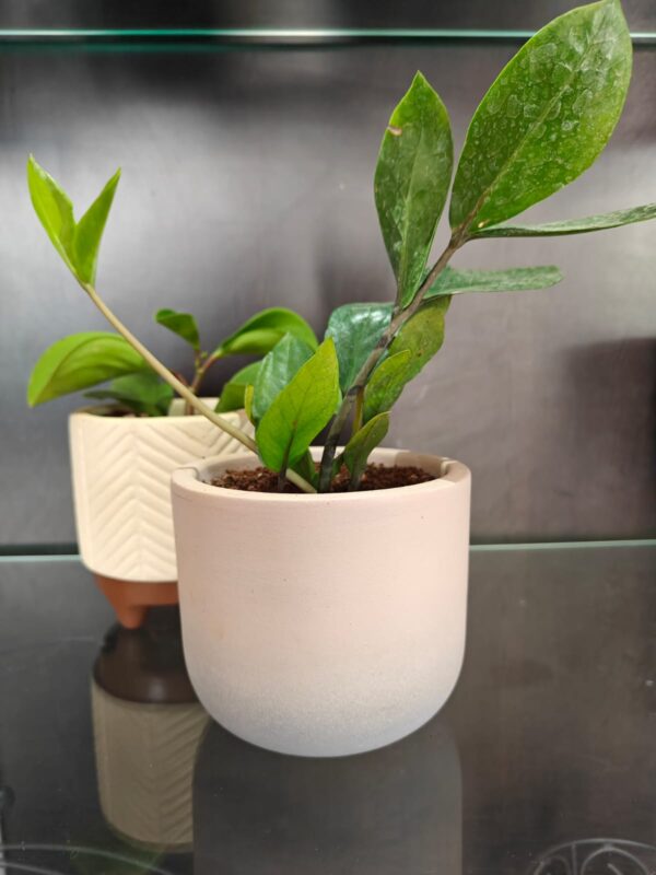 Smoky Purple Only Planter