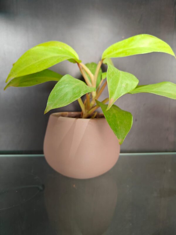 Mesa Only Planter