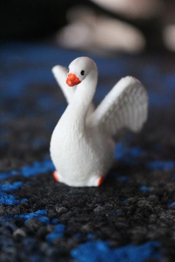 Swan White
