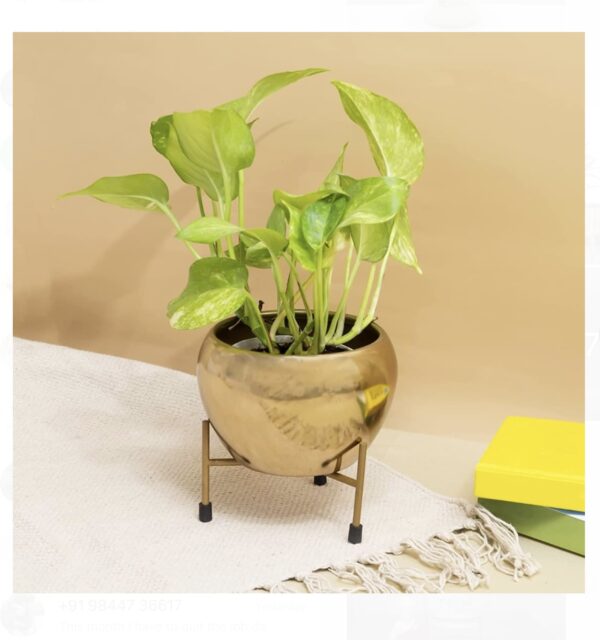 Golden apple planter