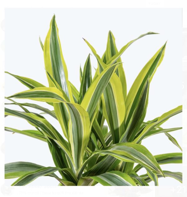 Drecaena lemon lime
