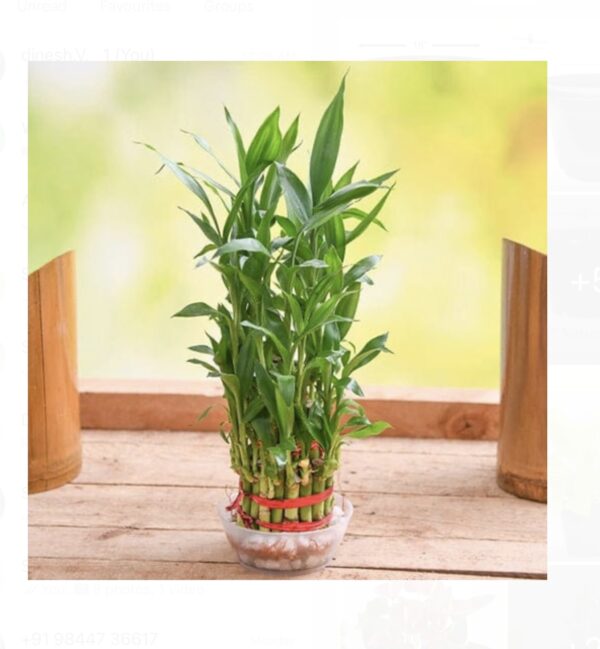 Lucky bamboo