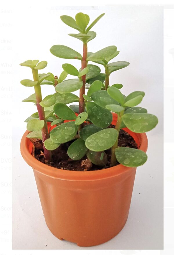 Jade plant