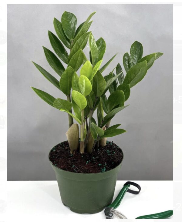 Zz plant