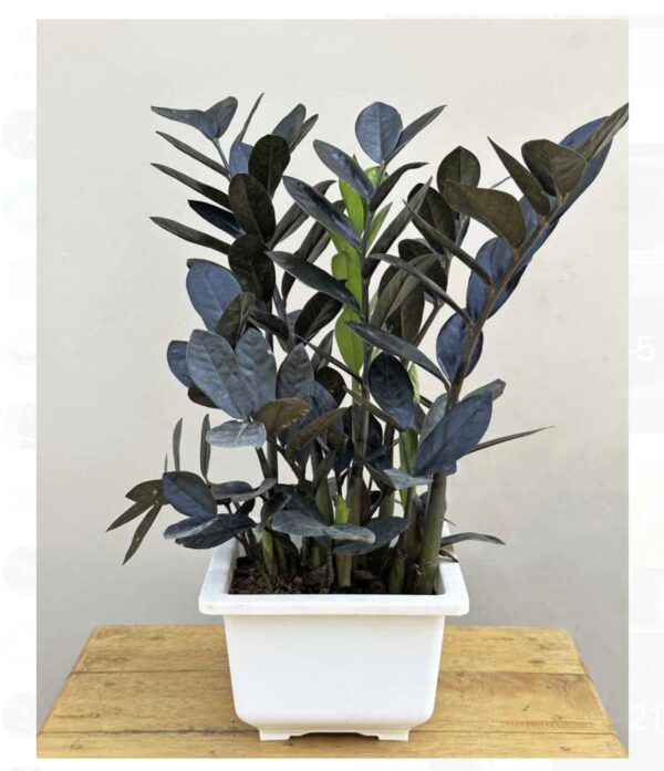 Zz black plant