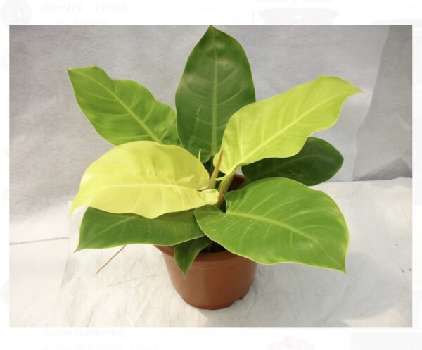Philodendron melinoni