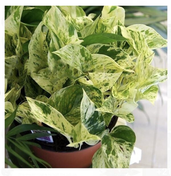 Marble mony plant