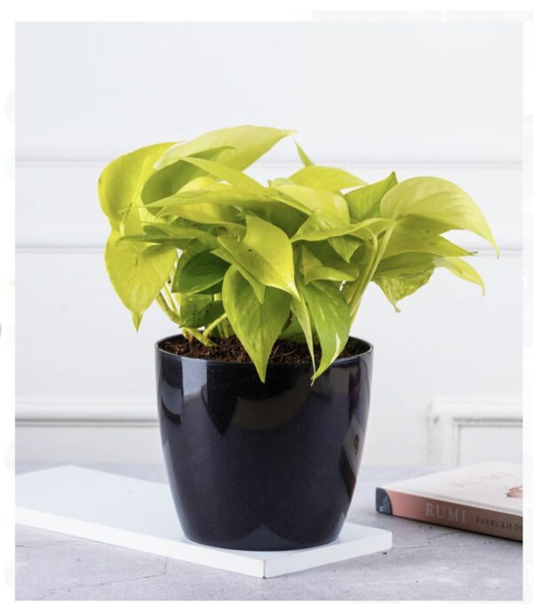 Golden mony plant