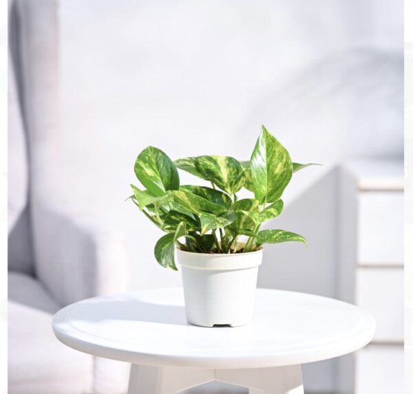 Variegated Money plant