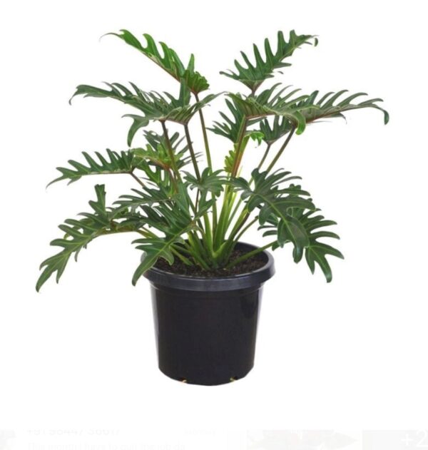 Xanadu plant