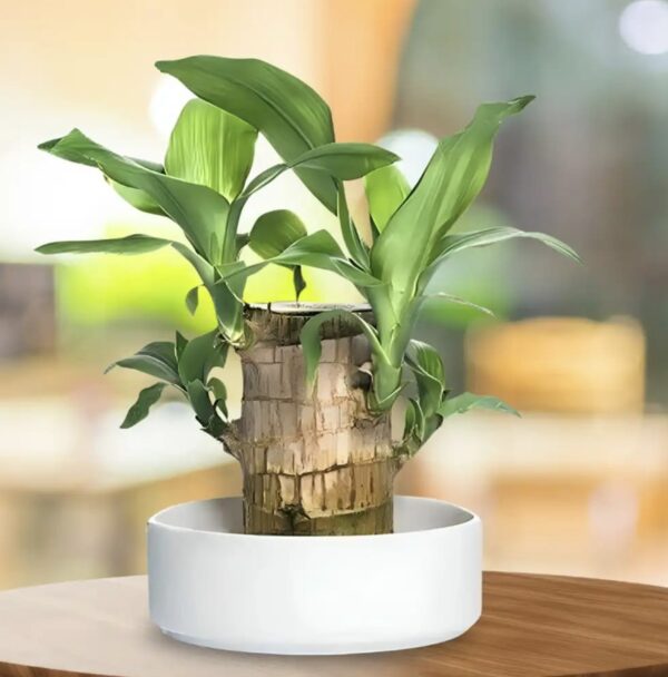 Brazilian wood