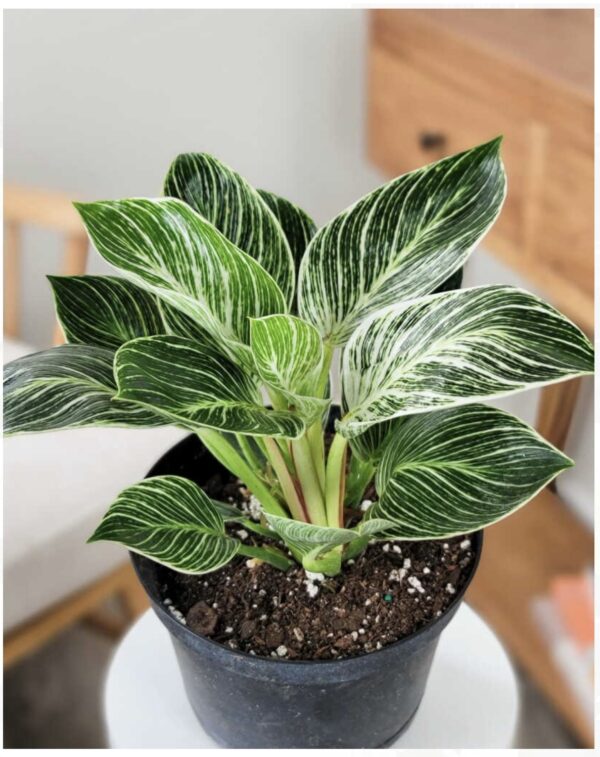 BIRKIN plant