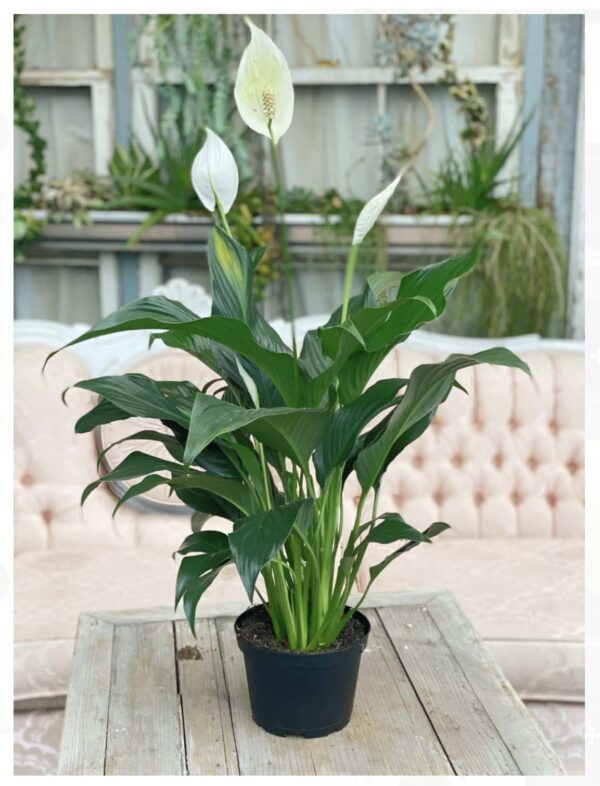Peace lily