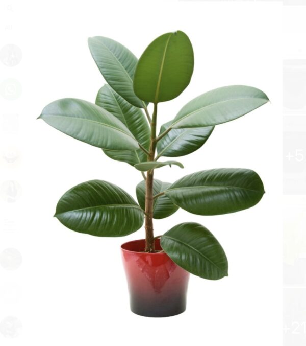 Rubber plant