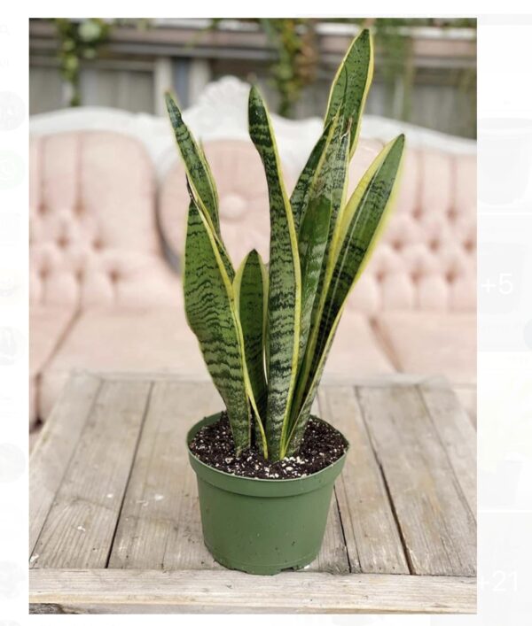 Snake plant