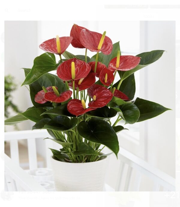 Anthurium