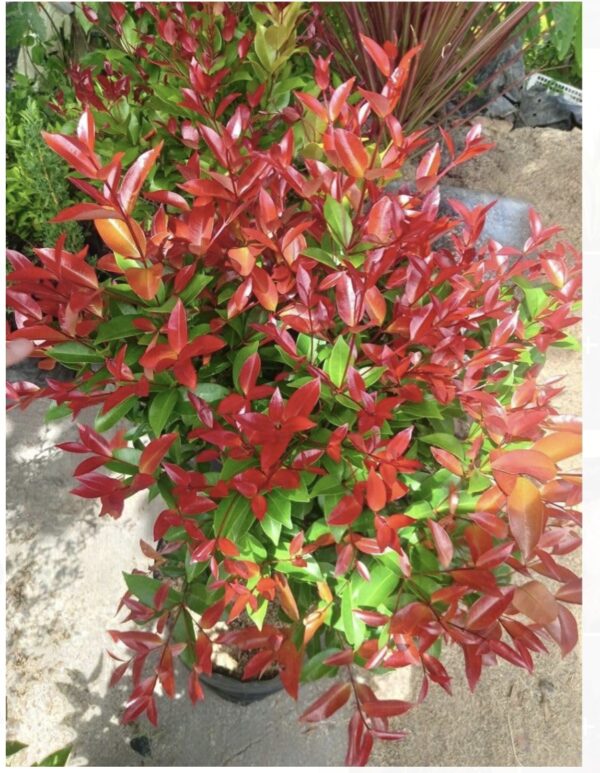 Syzygium companulatum