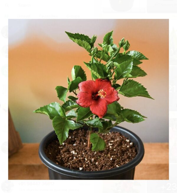 Hibiscus