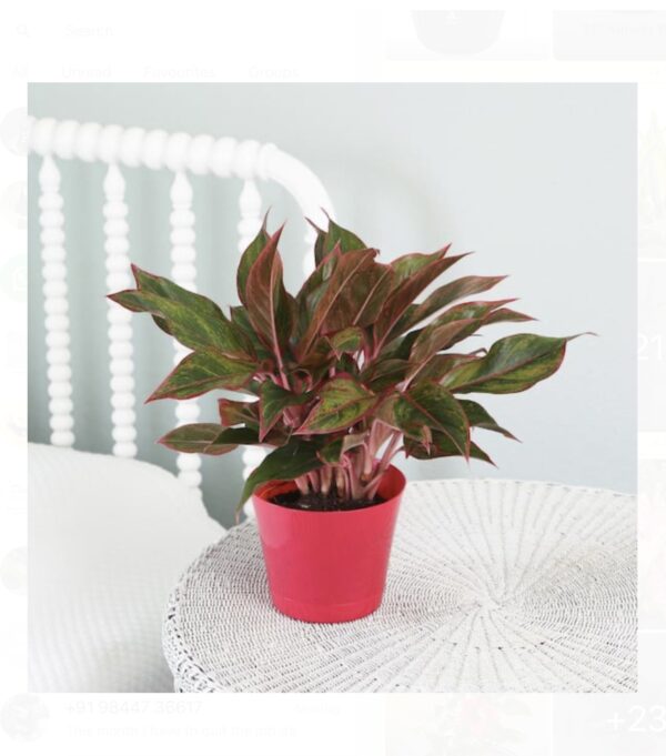 Aglaonema