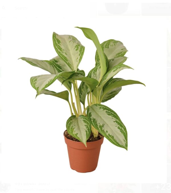 Chinese evergreen