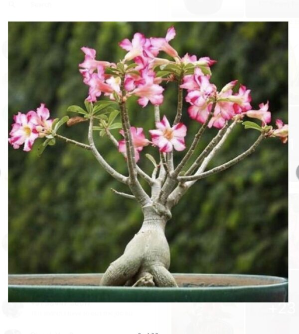 Adenium