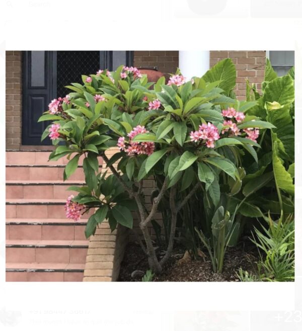 Plumeria