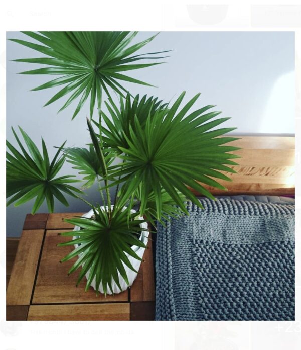 Table palm