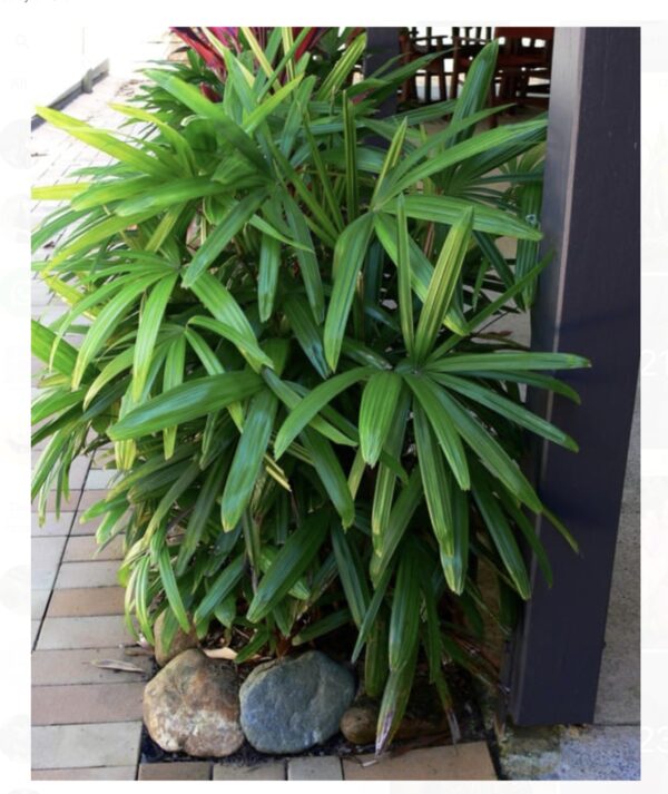 Rhapis palm
