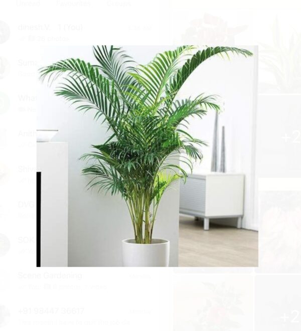 Areca palm