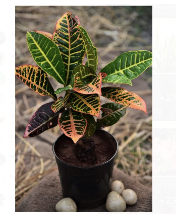CROTAN plant