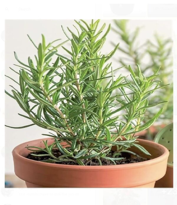 Rosemary plant