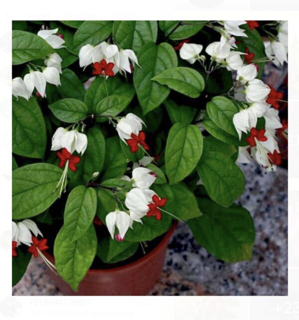 Bleeding heart