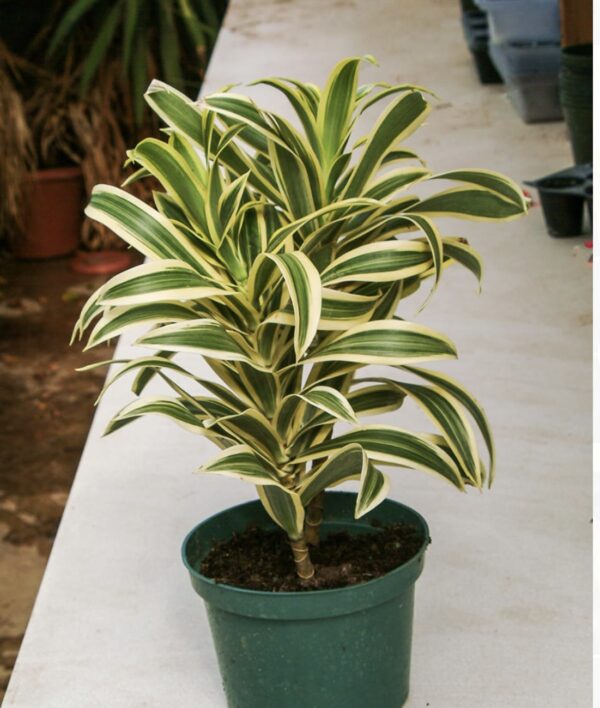 Dracaena