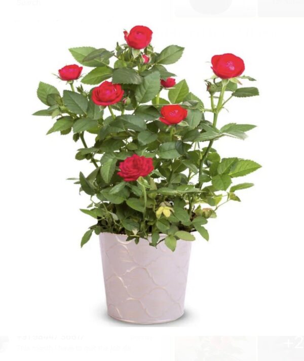 Red rose