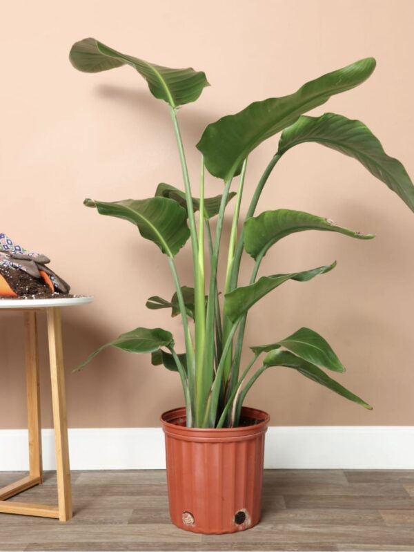 Wight Bird of paradise