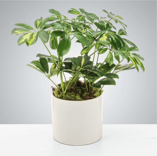 Schefflera variegated