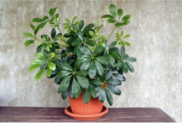 Schefflera