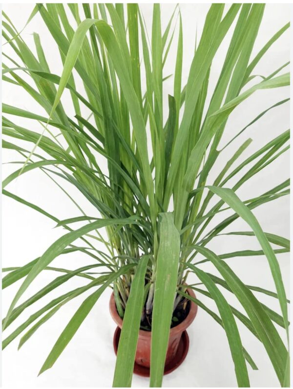 Lemongrass